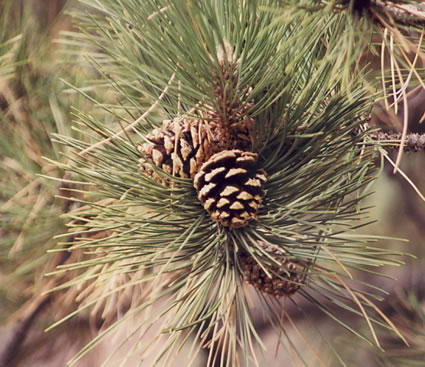 ponderosa pine cone